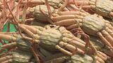 メスガニ保護が奏功？今が“買い”！「香箱ガニ」水揚げ順調で去年より値下がり　|　石川県のニュース｜MRO北陸放送