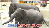 【天王寺動物園】8年ぶり！ゾウの一般公開始まる　「３頭とも元気で楽しそう」ゾウ舎は約45億円投じてリニューアル　ゾウにとってもより過ごしやすい環境に|TBS NEWS DIG