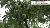 リンゴ農家は台風接近に備えて収穫を前倒し 富山・魚津市|TBS NEWS DIG