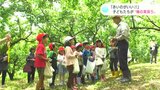 「赤いのがいい！」子どもたちが“梅の実採り”を体験！|TBS NEWS DIG