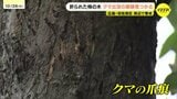 「山の中が荒れてきているのかも」全国で相次ぐクマ出没は広島市でも　爪痕とフン見つかる　箱わなを設置　|　RCC NEWS | 広島ニュース | RCC中国放送