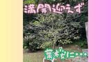 満開にならないまま葉桜に!? 沖縄で48年ぶり珍事 「標本木」に異変か 周辺のサクラは満開|TBS NEWS DIG