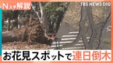都内有数のお花見スポットの公園で連日倒木…倒木などの事故は増加傾向　樹木医も「大きな問題」と警鐘【Nスタ解説】|TBS NEWS DIG