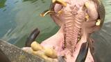 6月4日は「虫歯予防デー」 児童がカバの歯磨きなどで歯の大切さ学ぶ とべ動物園 | 愛媛のニュース - Nスタえひめ|あいテレビは6チャンネル