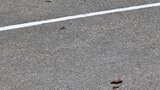 酒田市の市街地でクマ目撃相次ぐ　現場には痕跡が…市や警察が住民に注意・警戒を呼びかけ（山形）　|　山形のニュース│TUYテレビユー山形