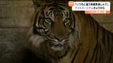 「夜の動物園を楽しんで」夏休み恒例のナイトズージアム スマトラトラやムササビ昼間とは違う姿 仙台 | 宮城のニュース│tbc NEWS│tbc東北放送