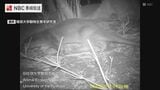 野生カワウソ“発見”から8年 長崎・対馬でカワウソ保全交流会 国内外の専門家集う | 長崎のニュース | 天気 | NBC長崎放送