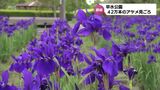 約42万本のアヤメ 都城市の早水公園で見ごろ | MRTニュース | MRT宮崎放送