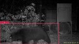 クマをAIで自動検出！北陸電力が初社内ベンチャー「北電VISION」7月に設立へ　画像認識で害獣対応の迅速化目指す　富山　|　富山のニュース｜天気・防災｜チューリップテレビ