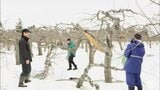 2年連続の大雪で青森県内のリンゴ園で相次ぐ木の枝折れ被害　県と自治体が被害把握に向けて合同調査　藤崎町の調査ではリンゴ農家から「収穫量が1割減る」という声も　「今年は（苗木が）あればいいな」|TBS NEWS DIG