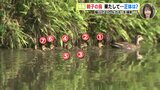 カルガモか マガモか アヒルか… 親子の鳥 果たして正体は？　広島・福山市で「カルガモ｣を撮影…？　|　RCC NEWS | 広島ニュース | RCC中国放送