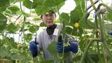 農業の人材確保へ 延岡市でキュウリの収穫体験|TBS NEWS DIG