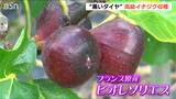 “黒いダイヤ” フランス原産の高級黒イチジク『ビオレソリエス』の収穫始まる 新潟・佐渡市|TBS NEWS DIG