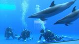 イルカプール清掃に挑戦する高校生 いよいよ本番の潜水作業に緊張 「水族館に就職したいので」【香川】|TBS NEWS DIG