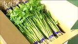 早くも冬の味覚「仙台せり」地理的表示保護制度『GI』登録後で初めて出荷 宮城・名取市|TBS NEWS DIG