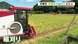 今年のコメは実の太りも抜群 熊本県天草市で早期米の稲刈り始まる | 熊本のニュース|RKK NEWS|RKK熊本放送