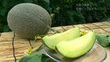 初夏の味覚　出水市　南国グリーンメロン　鹿児島|TBS NEWS DIG