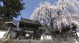 【信州の桜】長野市にもサクラ前線　古刹のシダレサクラは満開に…名物の花見小屋もオープン前倒しで4年ぶりの営業へ|TBS NEWS DIG