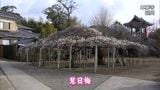 樹齢約240年 延岡市本東寺「慧日梅」が満開に 今週いっぱい見ごろ | MRTニュース | MRT宮崎放送
