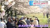 桜並木が出来たきっかけは「ゴミの不法投棄」だった…「きれいにすればゴミ捨てが減ると思って…」不法投棄止まない雑木の沿道を何とかしたい、25年前の1本の植樹から…住民が「桜守」として保全活動 | SBC NEWS | 長野のニュース | SBC信越放送