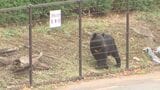 盛岡市の原敬記念館敷地内にクマ1頭が約4時間居座る 麻酔を打ったあと捕獲  岩手 | IBC NEWS | IBC岩手放送