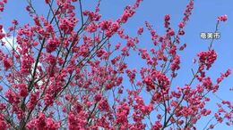 県内各地で20度超える　4月上旬から下旬並みの陽気　鹿児島　|　鹿児島のニュース｜MBC NEWS｜南日本放送