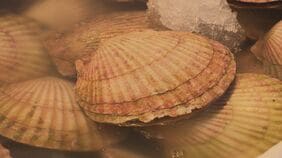 中国が水産物輸入停止を伝達「ビクビクしながら…」北海道の水産業者からは落胆の声 約2年ぶりに中国への出荷が再開されたばかり|TBS NEWS DIG