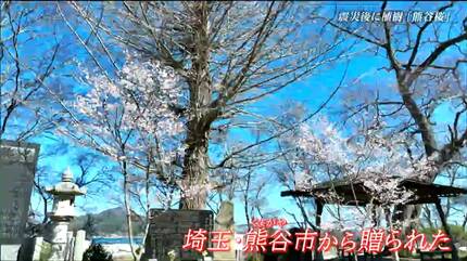 震災復興の願いを込めて埼玉から贈られた「熊谷桜」海沿いの神社を彩る