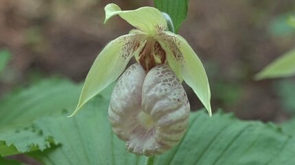 絶滅危惧種のクマガイソウが山の中の群生地で見頃を迎える 山梨 絶滅危惧種のクマガイソウが山の中の群生地で見頃を迎える 山梨