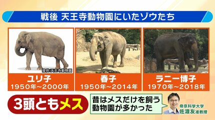8年ぶり】天王寺動物園にゾウが来た！“バスケコート16面分”総工費44.6