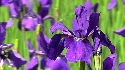 古くから高貴な色として愛される深い紫の花びらを持つアヤメ 津山市の