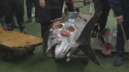 241キロ 青森県大間産のクロマグロが650万7000円で“最高値”に 中央卸売