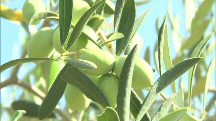 小豆島のオリーブ新品種が収獲の最盛期 愛称は「せとみどり」 実が