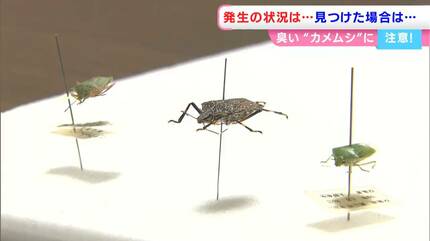 これから「カメムシが多そうなのは…」農水省が3地方を発表 遭遇したら