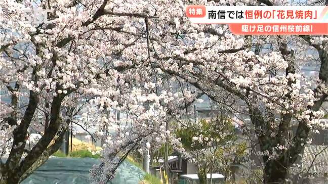飯田では“花より焼き肉”　長野では「花見小屋」の準備が急ピッチ！駆け足でやってきた信州の春　長野県内各地のお花見事情は？|TBS NEWS DIG