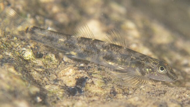 “沖縄・奄美にしかいないはず”の魚、高知で発見!これまでに見つかった“北限”記録を更新 「水中写真を撮っていて偶然…」上皇陛下も研究された「ツバサハゼ」|TBS NEWS DIG