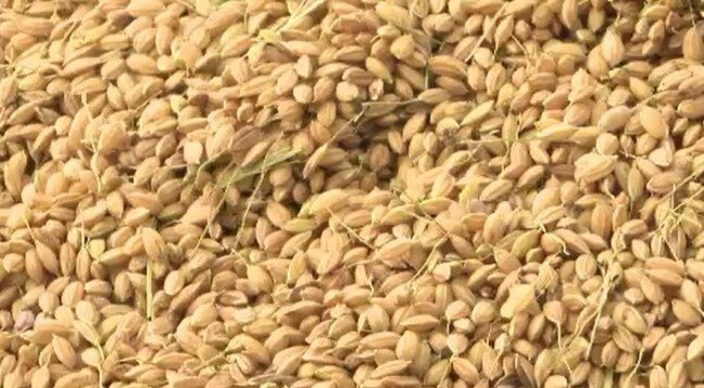 「1円でも高く農家に還元したい」新米の価格の指標となる概算金が過去最高に 長野県はコシヒカリ60キロ当たり2万8240円 JA全農長野が公表 農家「非常にありがたい金額だが…」|TBS NEWS DIG