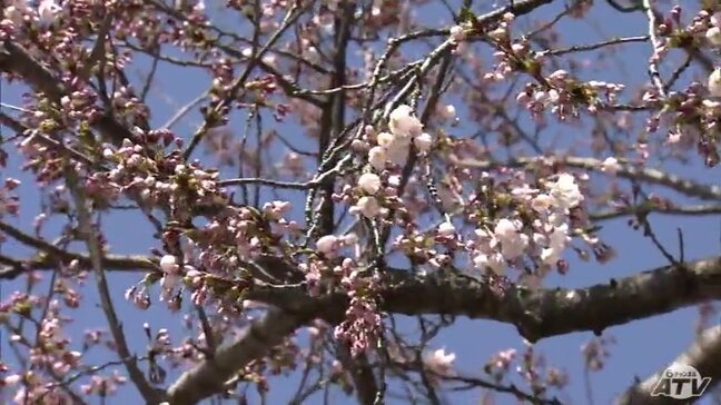 青森市でソメイヨシノが開花　平年より9日早く過去2番目の早咲きに|TBS NEWS DIG