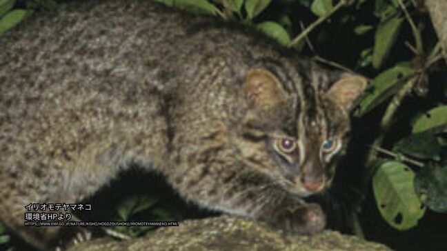 推定100頭しか生息していないイリオモテヤマネコ 鳥インフルエンザに感染すれば重篤化の恐れ 国⽴環境研究所などが学術誌で発表|TBS NEWS DIG