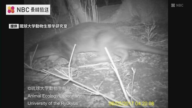 野生カワウソ“発見”から8年 長崎・対馬でカワウソ保全交流会 国内外の専門家集う|TBS NEWS DIG