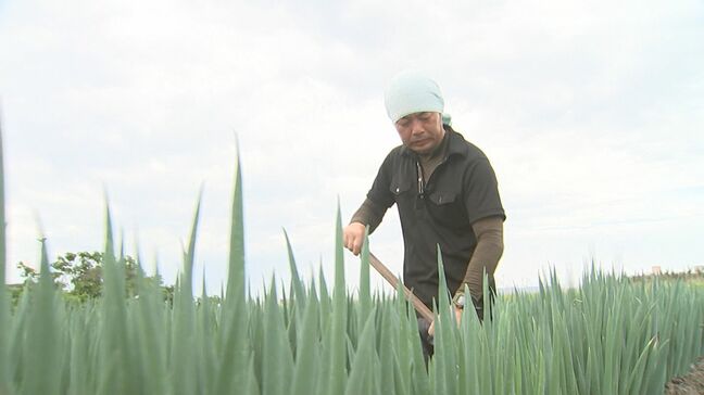 梅雨+猛暑 特産白ネギの生育に懸念…高温多湿な環境は病害虫発生のリスク増 作業中は”厄介者”との戦いも かまれると長時間激しいかゆみを伴う「ヌカカ」発生中|TBS NEWS DIG