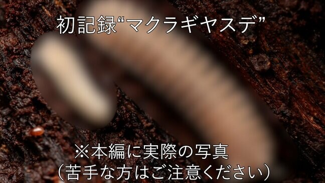 昼休みに石をひっくり返していると、県初記録の“ヤスデ”大学生が発見…あなたの足元にもひっそりと“未記録”の生き物がいるかもしれない|TBS NEWS DIG