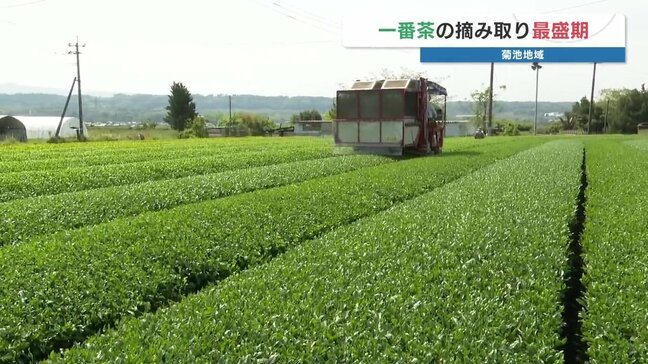 一番茶摘みが最盛期 色濃く・甘く・香り良し 熊本・菊陽町|TBS NEWS DIG