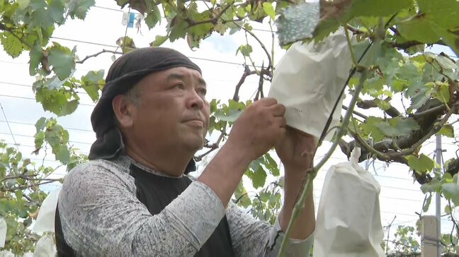 「水揚げ減る　困った」「収穫量増やした」果樹園や漁港で台風対策　生活直撃|TBS NEWS DIG