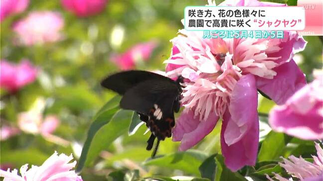 ゴールデンウィーク後半が見頃！　高知・春野町　1.5ヘクタールを彩る5万本30種類のシャクヤク|TBS NEWS DIG