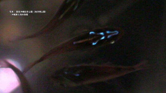 体を光らせる能力を「盗む」魚、キンメモドキ 驚くべき能力が「がん」「糖尿病」治療の進歩につながる可能性も|TBS NEWS DIG