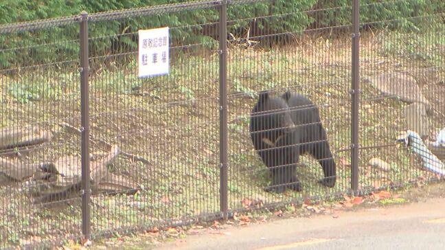 盛岡市の原敬記念館敷地内にクマ1頭が約4時間居座る　麻酔を打ったあと捕獲　　岩手|TBS NEWS DIG