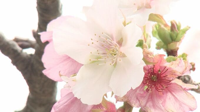 春が来たかと勘違い?　100輪以上も…季節外れのサクラ咲く=静岡・島田市役所　|　静岡のニュース | SBSNEWS | 静岡放送