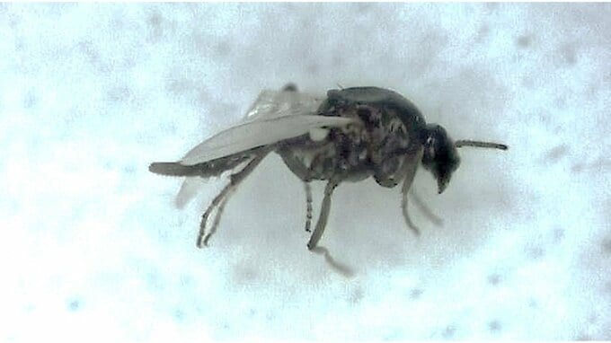 家の中でも注意！ 眠れない程かゆいスケベ虫こと「ヌカカ」の対策は？|TBS NEWS DIG