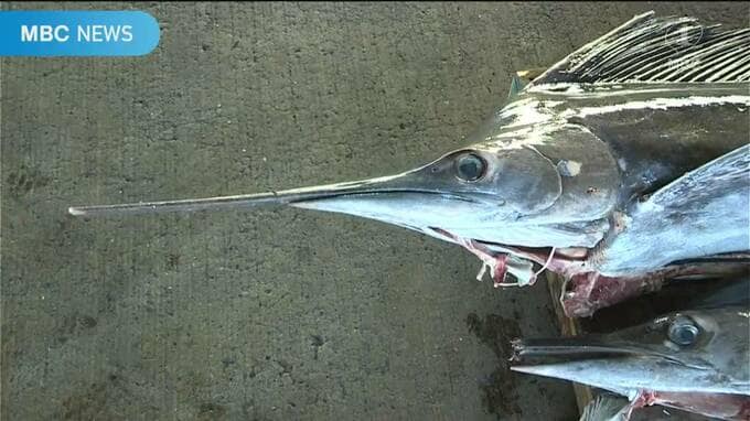 秋の味覚「秋太郎」＝バショウカジキ大漁　阿久根港で一度に２０匹水揚げ　|　鹿児島のニュース｜MBC NEWS｜南日本放送